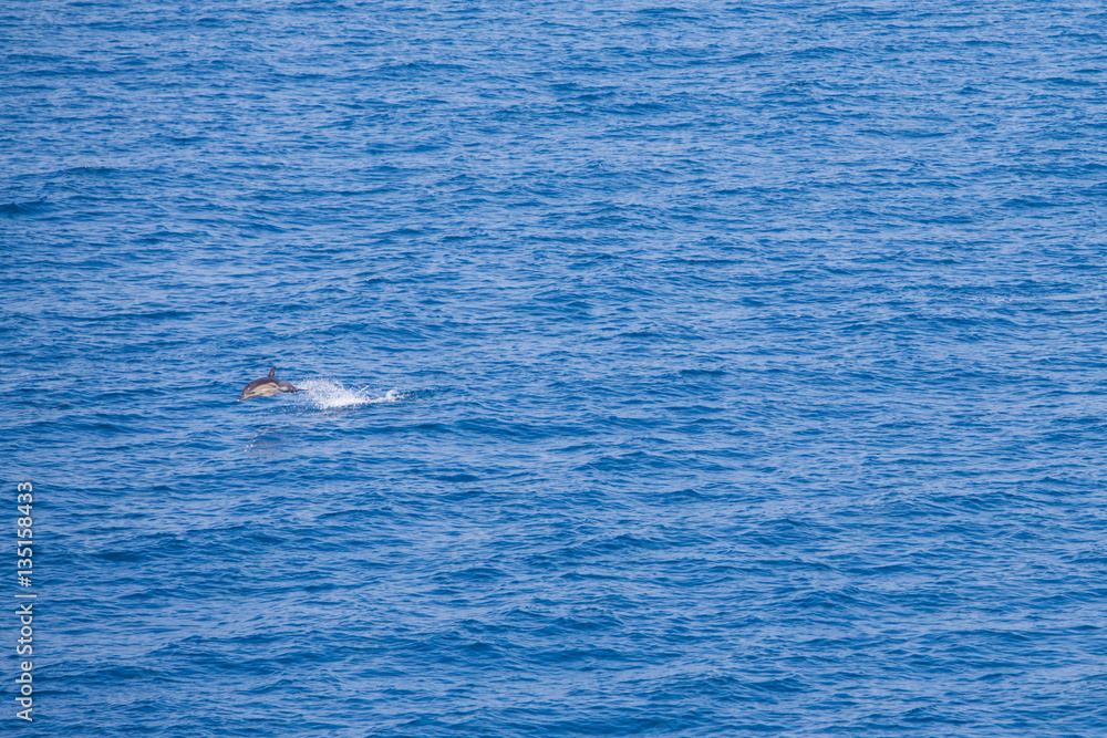 Naklejka premium Dolphin jumping in the sea