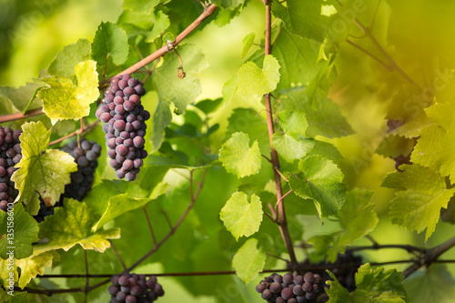 Large bunches of red wine grapes hang from an old vine