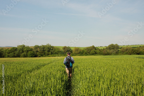 A man is walking on green wheat field and blue sky in spring time © apismellifera