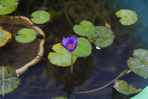 Water-lily in water