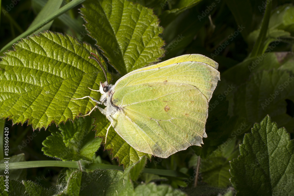 Brimstone butterfly on bramble leaf Brimstone butterfly on bramble leaf