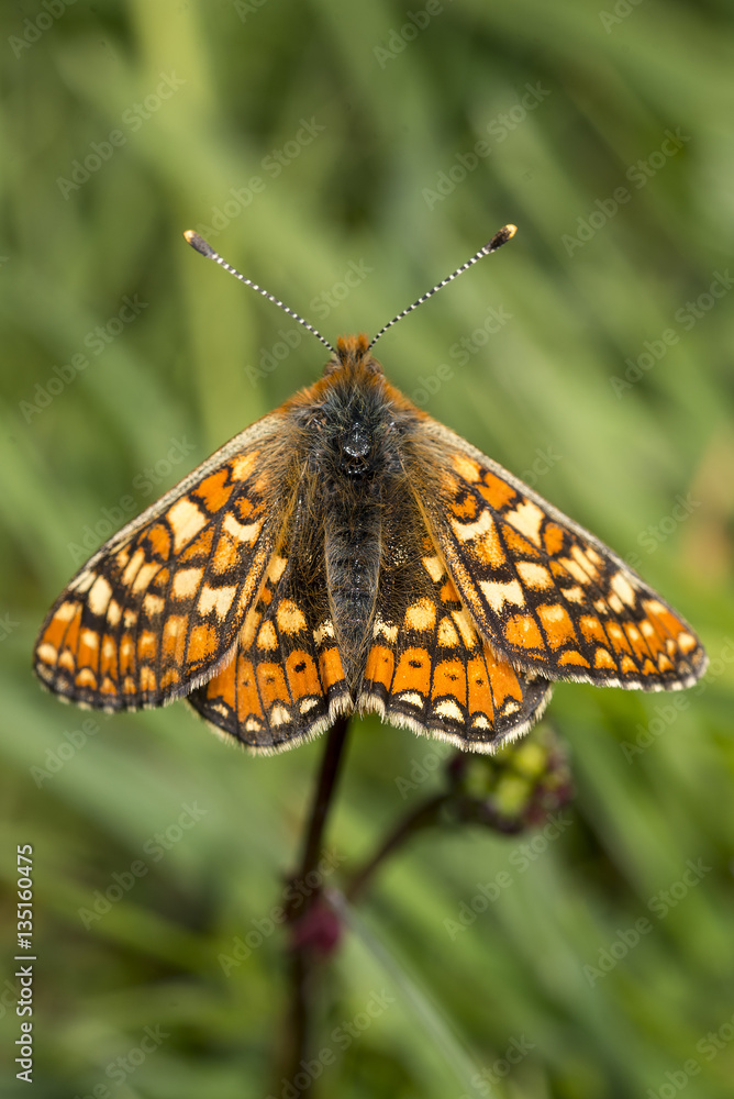 Fototapeta premium Marsh Fritillary butterfly, Euphydryas aurinia