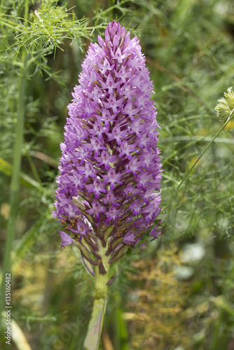 Pyramidal Orchid, Anacamptis pyramidalis, in Algarve