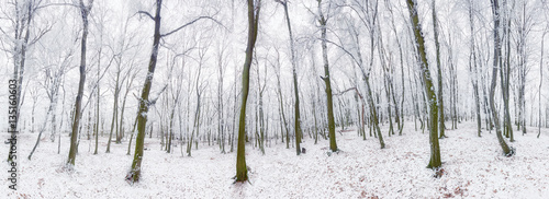 Fototapeta Naklejka Na Ścianę i Meble -  Panorama of Winter forest with snow and tree