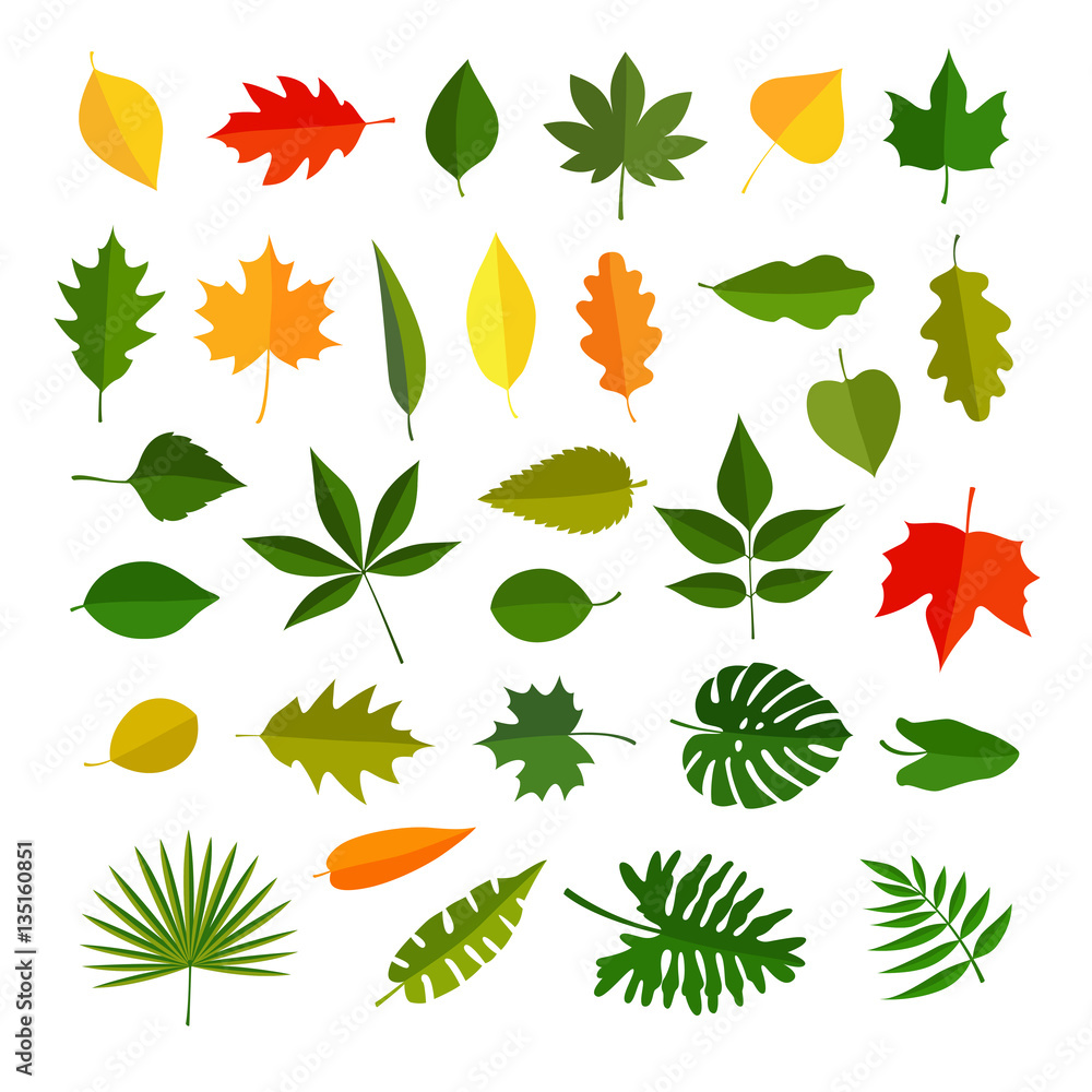 Obraz premium leaves of different plants, vector graphic icons set illustrations, isolated on white background