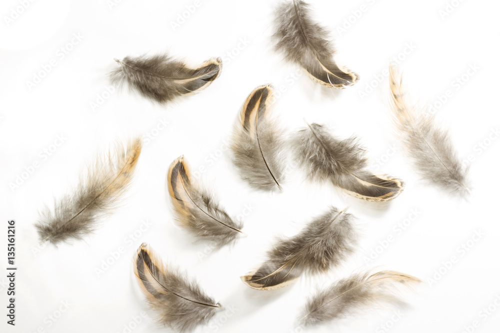 Set of Pheasant feathers on white background