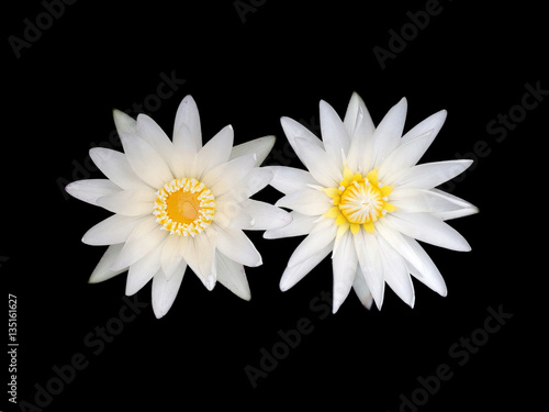 Two white lotus flower isolate on a black background.