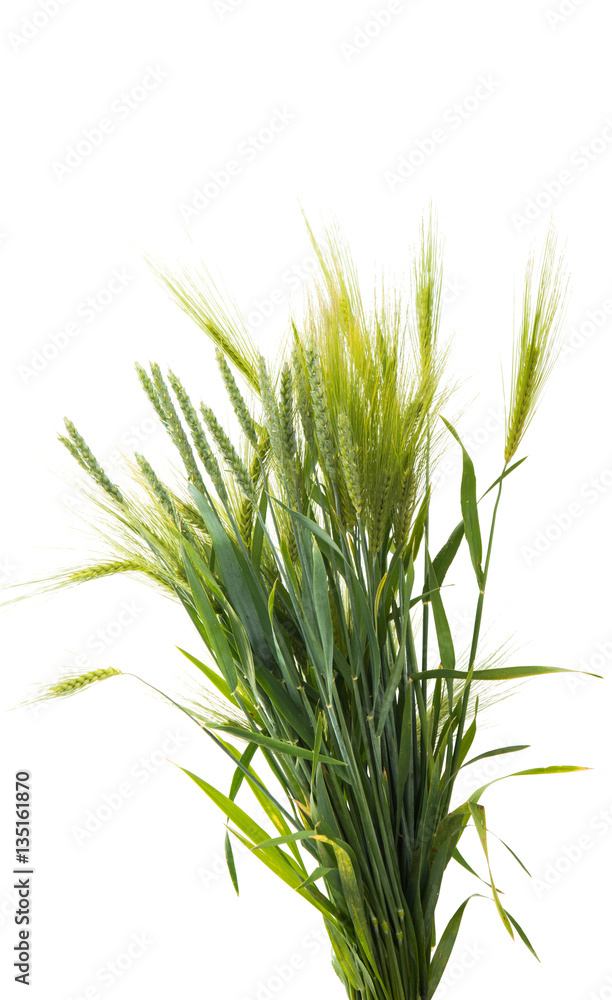 Naklejka premium green ears of wheat