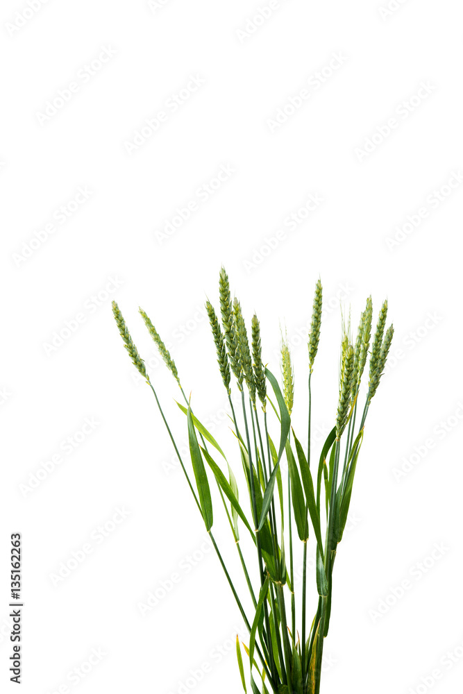 Fototapeta premium green ears of wheat