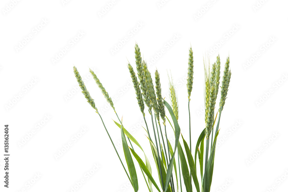 green ears of wheat green ears of wheat