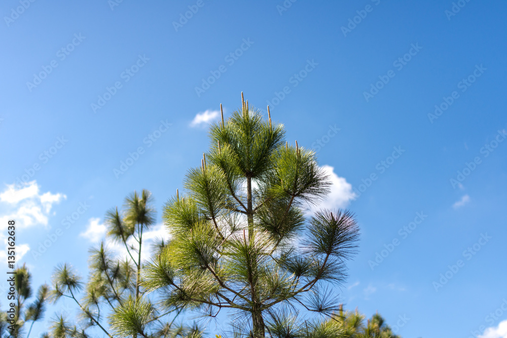 tree and sky phu kradueng tree and sky phu kradueng