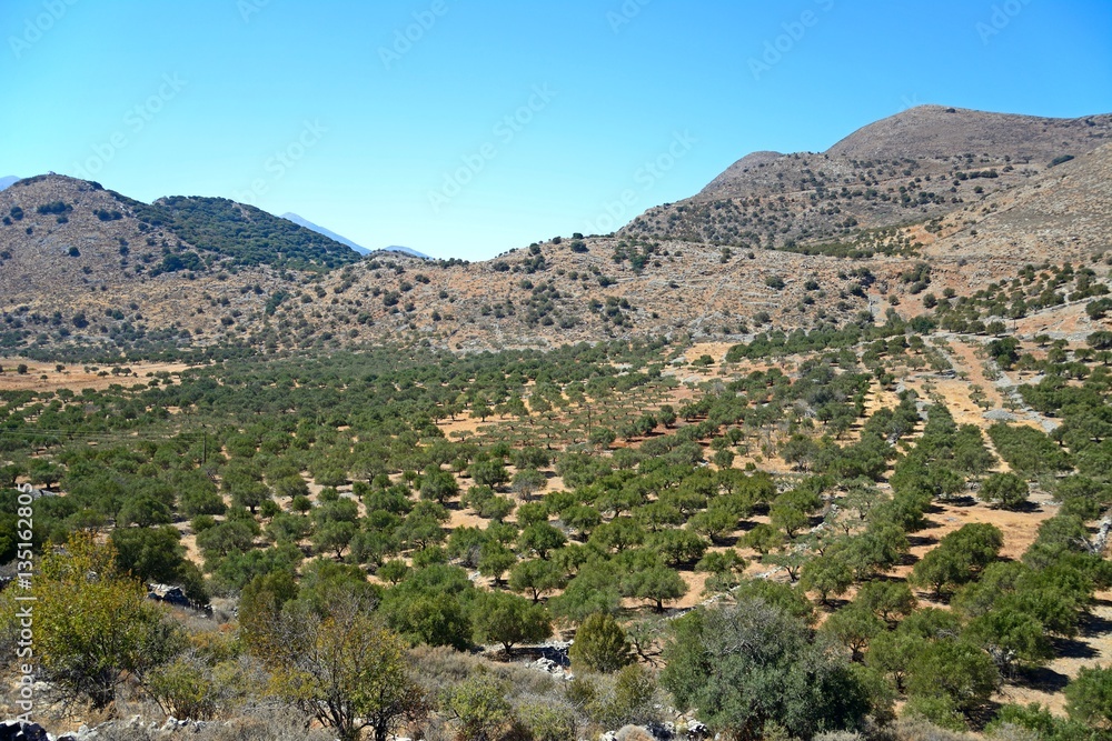 Elevated view of olive groves in the Greek countryside near Elounda, crete.
