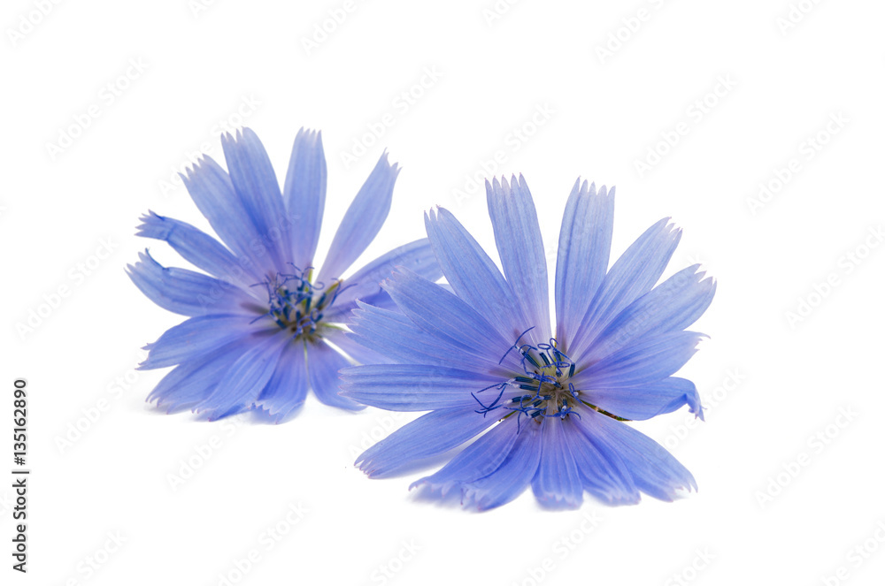 Chicory flower Chicory flower