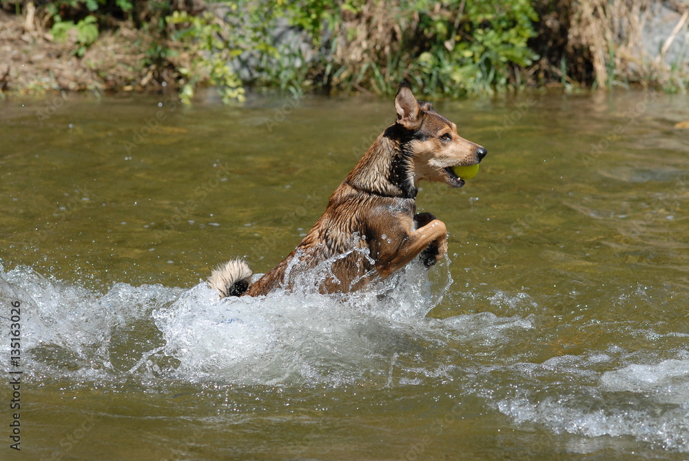 Hund läuft durch Fluss Hund läuft durch Fluss