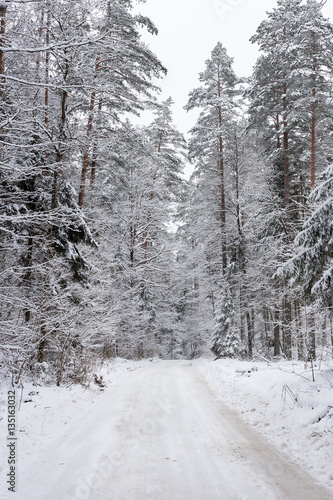 Road at white winter landscape in the forest.