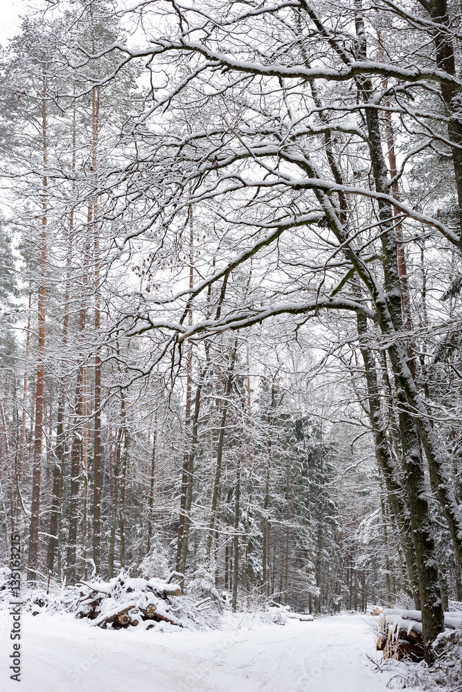 Road at white winter landscape in the forest. Road at white winter landscape in the forest.