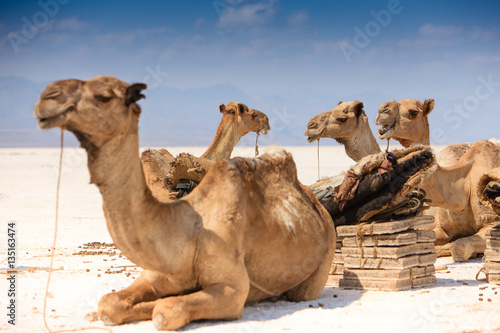 Camels on salt pan in Ethiopia - Afar Region
