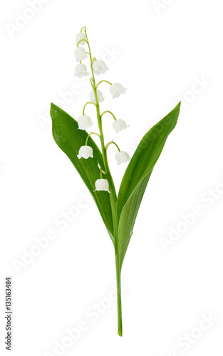 Closeup of lily of the valley flower