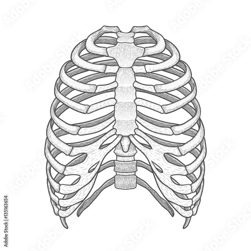 Illustration of human rib cage. Line art style. Boho vector