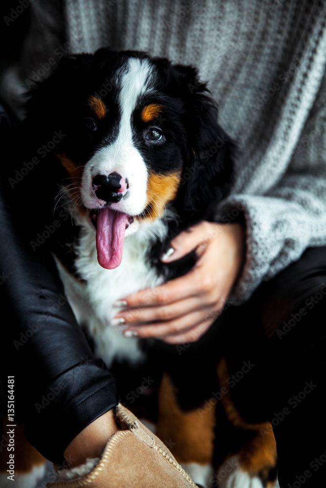 little puppy of bernese mountain dog on hands of fashionable gir
