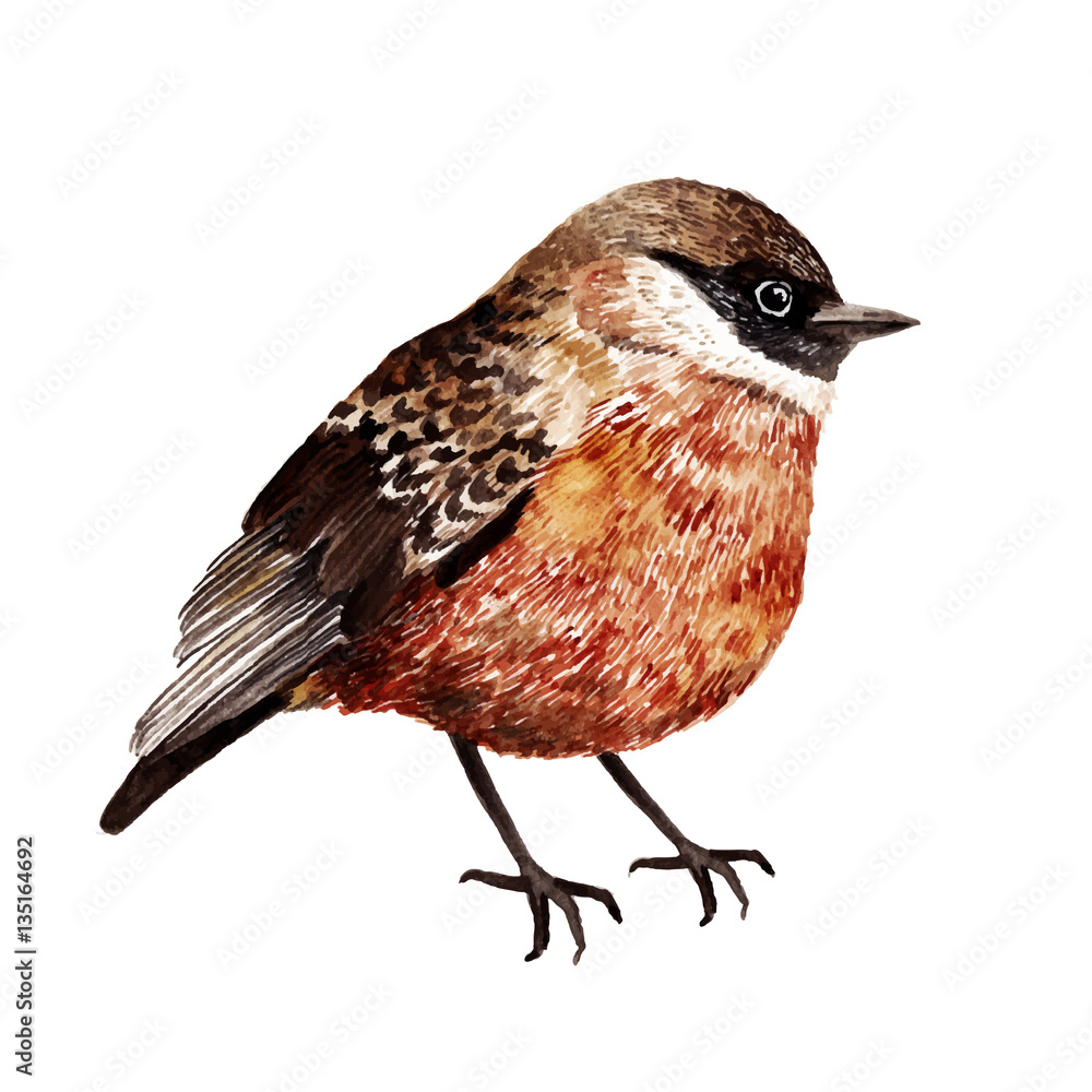 Fototapeta premium Watercolor vector bird