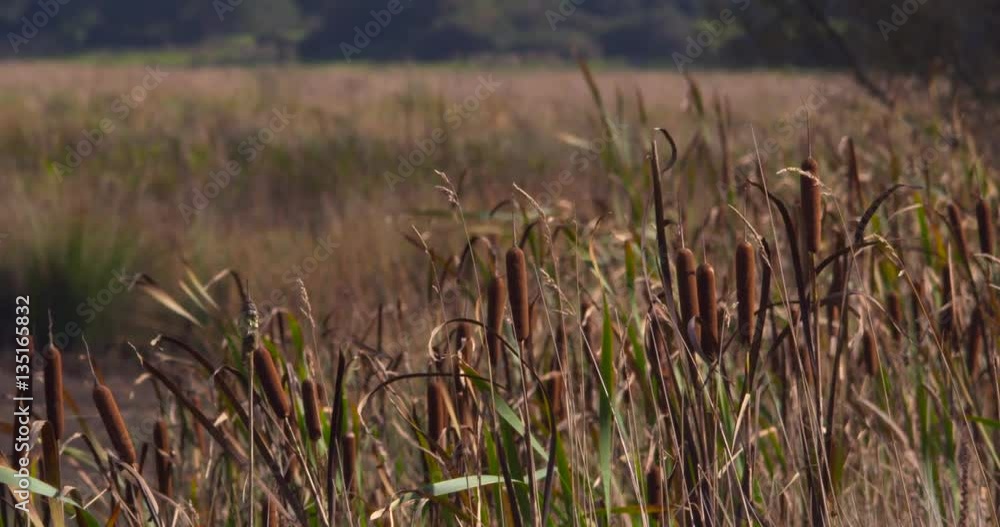 Reeds swaying in light wind Reeds swaying in light wind