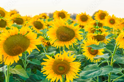 big sunflower in nature