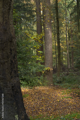 Forest at Maatschappij van Weldadigheid Netherlands. Fall autumn. Frederiksoord Drenthe Netherlands. Sterrebos. photo