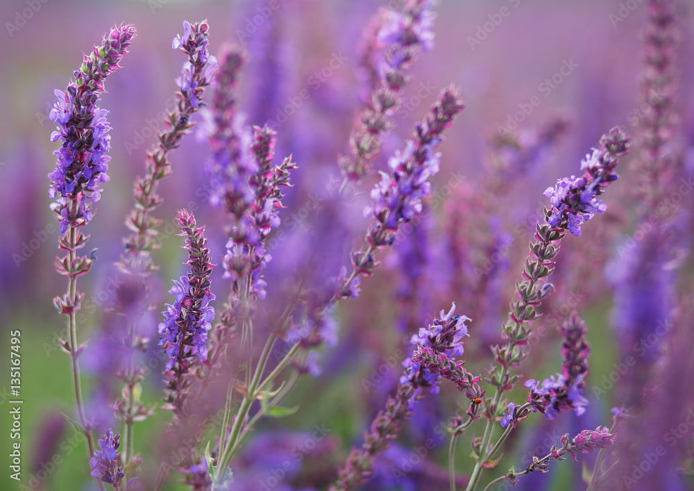 Fototapeta premium Wildflowers. Shalfey