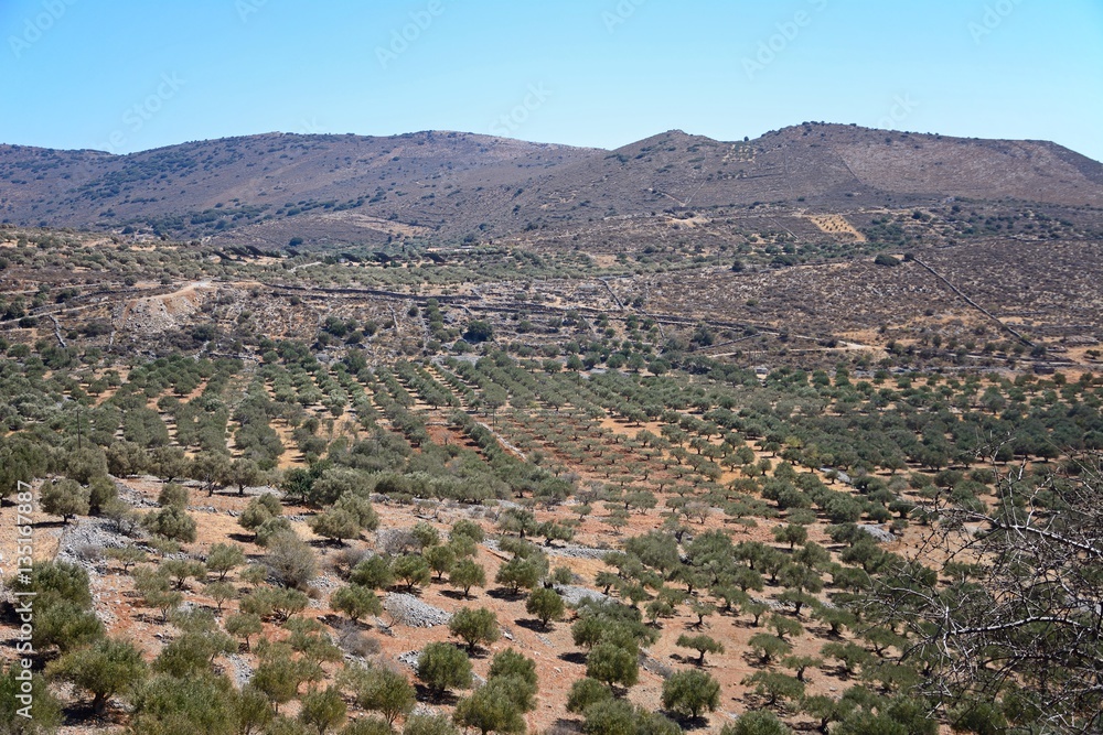Elevated view of olive groves in the Greek countryside, Elounda, Crete.