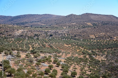 Wallpaper Mural Elevated view of olive groves in the Greek countryside, Elounda, Crete. Torontodigital.ca
