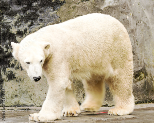 Polar bear. Ursus maritimus. © eplisterra