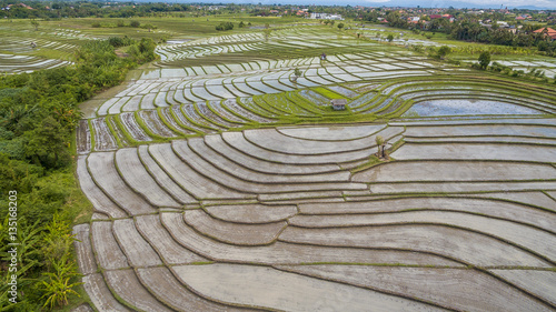 Rice terrace 