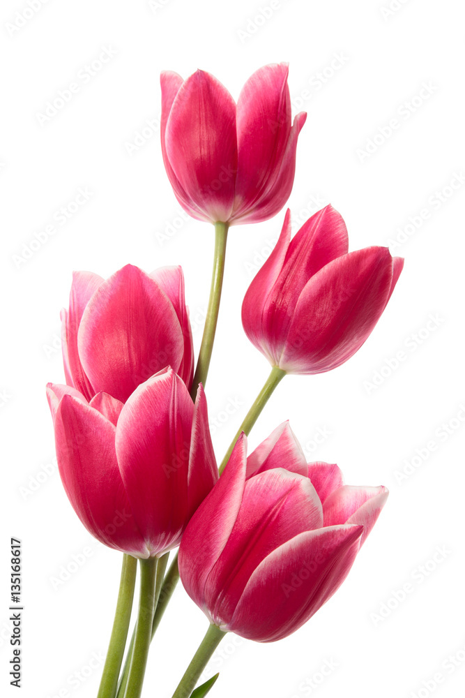 Flower card Flower card