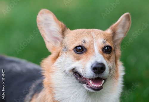 Photo of Pembroke Corgi Dog Portrait. Welsh Corgi Dog on Green Grass Field