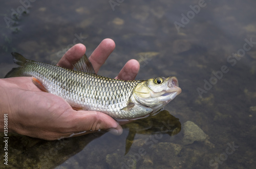 Small fish in hand. Releasing chub
