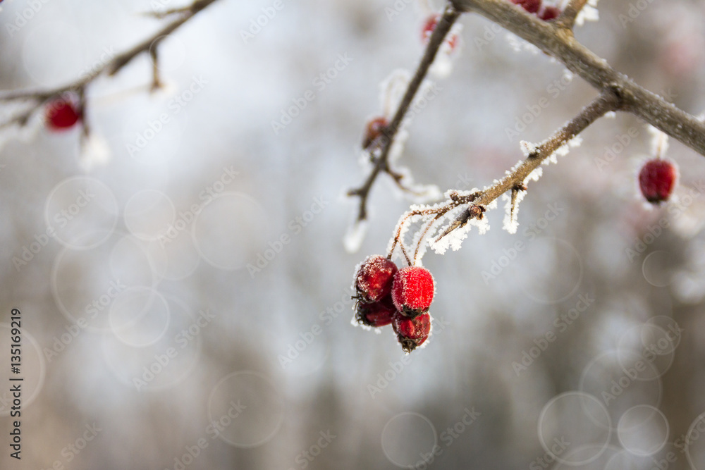 red wild apples on the branch in the winter red wild apples on the branch in the winter