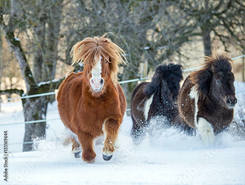 Galoppierende Ponys im Schnee