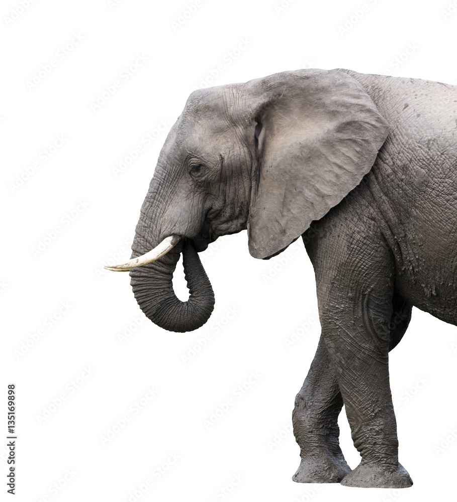 Naklejka premium elephant isolated on white background
