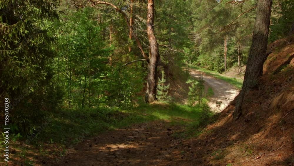 Forest pathway in summer day. Filmed on black magic cinema camera. Forest pathway in summer day. Filmed on black magic cinema camera.