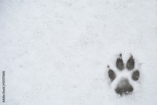 Dog foot print in a snow