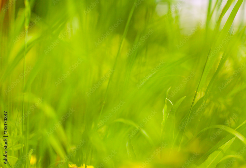 blurred green grass