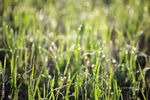 morning dew drop on rice plant with beautiful bokeh background.
