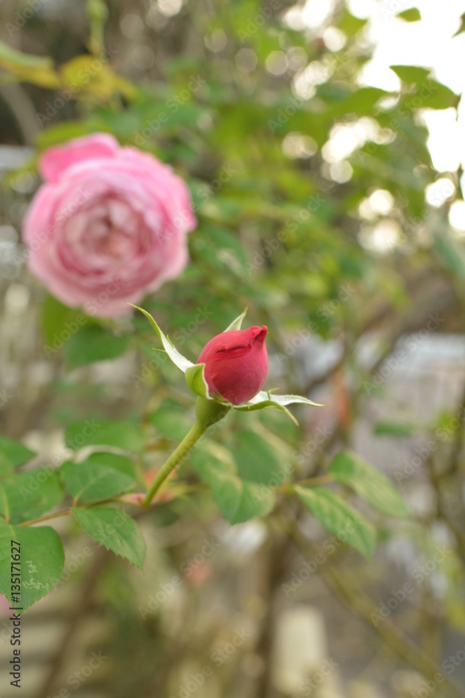 Obraz premium Rose in the garden