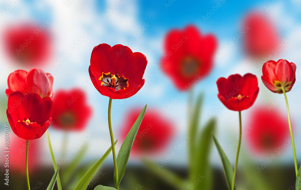 Obraz premium flowerbed of red tulips on the blue sky