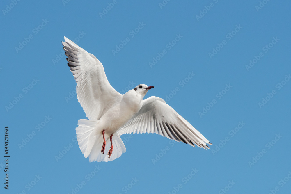 Black-headed Gull, Chroicocephalus ridibundus Black-headed Gull, Chroicocephalus ridibundus
