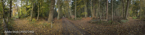 Forest Maatschappij van Weldadigheid Netherlands. Sterrebos. Frederiksoord Drenthe Netherlands. Fall. Autumn. Panorama. photo