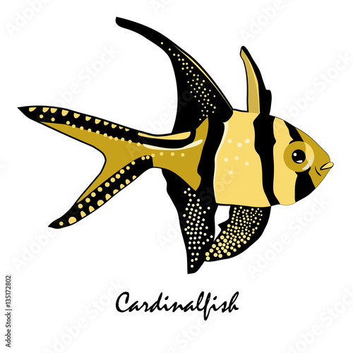 Cardinalfish Saltwater Aquarium Fish vector illustration