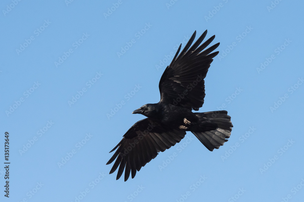 Obraz premium Carrion Crow, Crow, Corvus Corone