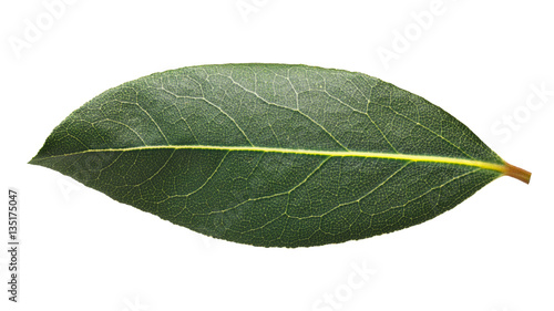 Fresh bay laurel (Laurus) leaf, paths